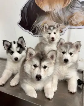 Oferta cachorro husky ambos sexo santo domingo y vacunado