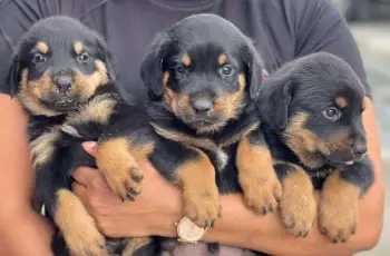 Oferta cachorro rottweiler ambos sexo en santo domino y vacunados