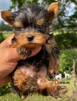 Yorkie ambos sexos