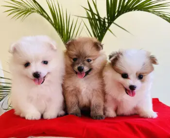 Pomerania  - macho - hembras - buscan hogar amoroso