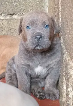 Vendo cachorros cane corso fuerza y nobleza