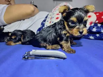 Oferta cachorro yorkie ambos sexo en santo domingo y vacuna al dia