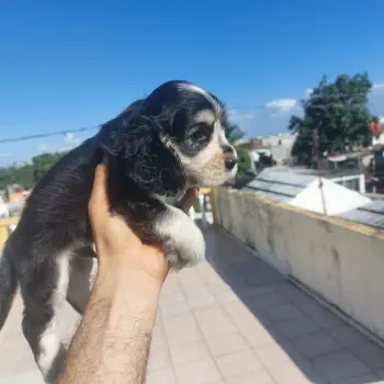 Oferta cachorro cocker spaniel ambos sexo en santo domingo y vacunados