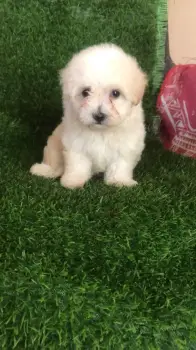 Oferta cachorro shipoo macho en santo domingo y todo al dia