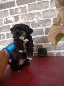 Oferta cachorro shih tzu macho en snato domingo y vacuna al dia