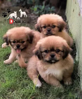 Pekinés ambos sexos