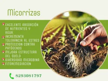 Micorrizas enraizante organico para plantas