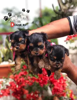 Yorkie ambos sexos