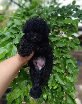 Oferta cachorro poodle toy macho en santo domingo y todo al dia