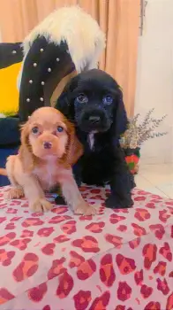 Oferta cachorro cocker spaniel ambos sexo en santo domingo y vacunados