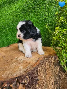 Oferta cachorro shipoo ambos sexo en santo domingo y vacuna