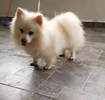 Oferta cachorro pomerania macho en santo domingo con su vacunas al dia