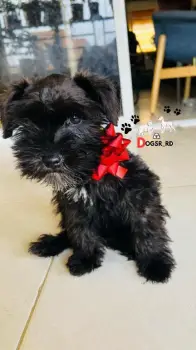 Schnauzer ambos sexos