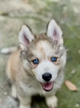 Hermosos cachorros husky siberiano y alaskan malamute en venta