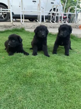 Cachorros de pastor aleman negro sólido  en santo domingo norte