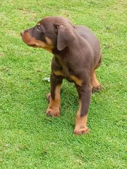 Cachorro doberman