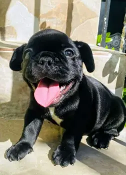 Oferta cachorro bulldog frances macho en santo domingo y vacuna al dia