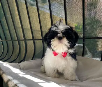 Oferta cachorro shih tzu macho en snato domingo y vacuna al dia