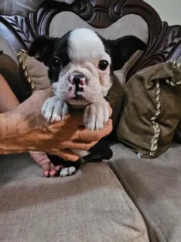 Oferta cachorro boston terrier hembra en santo domingo con su vacuna a