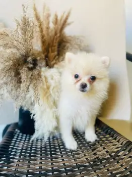 Oferta cachorro pomerania macho en santo domingo con su vacunas al dia