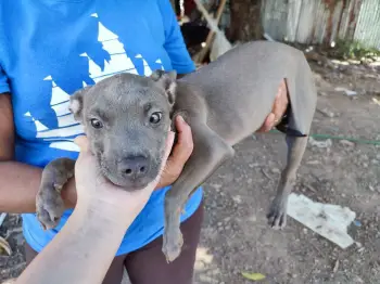 Oferta cachorro pitbull macho en santo domingo y vacuna al dia