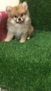 Oferta cachorro pomerania macho en santo domingo con su vacunas al dia