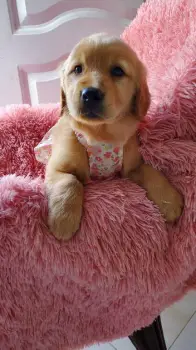 Oferta cachorro golden retriever hembra en santo domingo con su vacuna