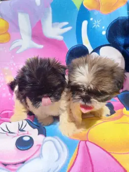 Oferta cachorro shih tzu macho en snato domingo y vacuna al dia