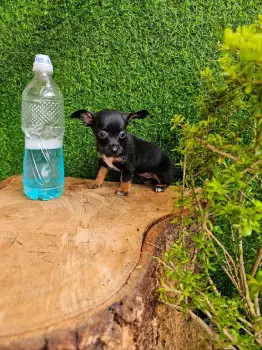 Oferta cachorro chihuahua hembra en santo domingo vacuna al dia