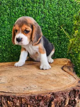 Oferta cahorro beagle hembra en santo domingo y vacuna al dia