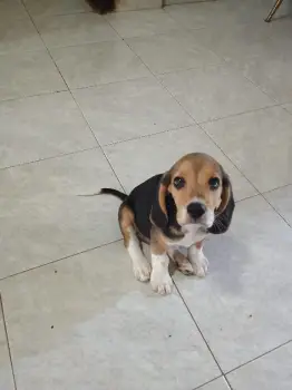 Beagles puro disponibles