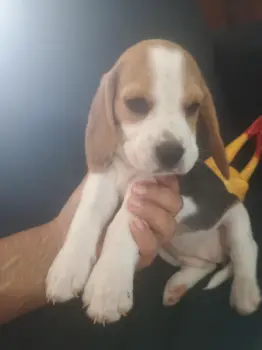 Beagle puro disponible