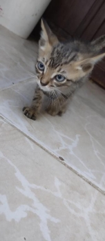 Gatito en adopción