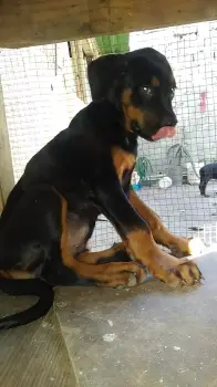 Oferta cachorro rottweiler macho ubicado en santo domingo y tiene su v