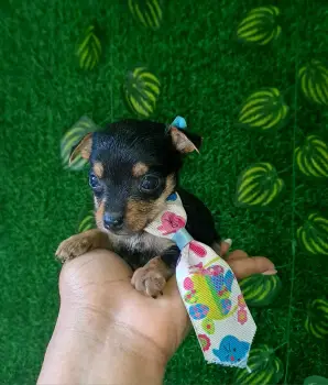 Chihuahua ambos sexos