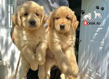 Golden retriever ambos sexos