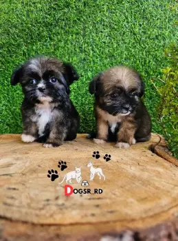 Yorkiepoo ambos sexos