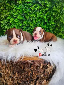 Boston terrier ambos sexos