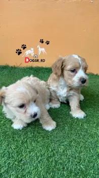 Maltipoo ambos sexos