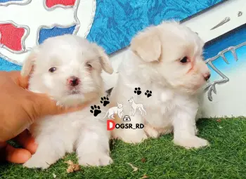 Maltipoo ambos sexos