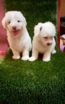 Oferta cachorro maltipoo ambos sexo en santo domingo y vacunados