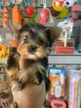 Oferta cachorro yorkie hembra en santo domingo y vacunada