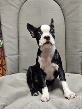 Oferta cachorro boston terrier ambos sexo en santo domingo