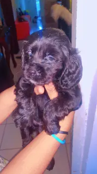 Oferta cachorro cocker spaniel macho en santo domingo vacuna al dia