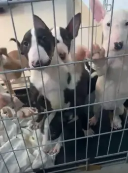 Oferta cachorro bull terrier ambos sexo en santo domingo y vacunado