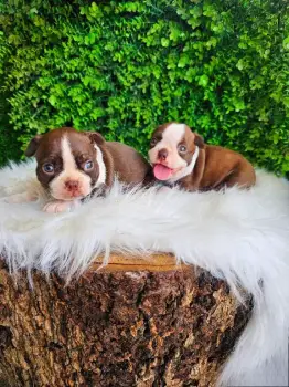 Oferta cachorro boston terrier ambos sexo en santo domingo