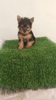 Oferta cachorro yorkie hembra en santo domingo y vacunada