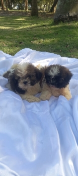 Oferta cachorro shih tzu macho en santo domingo y vacuna al dia