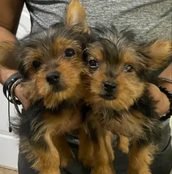 Oferta cachorro yorkie macho en santo domingo vacuna al dia