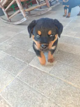 Oferta cachorro rottweiler  macho en santo domingo vacunado